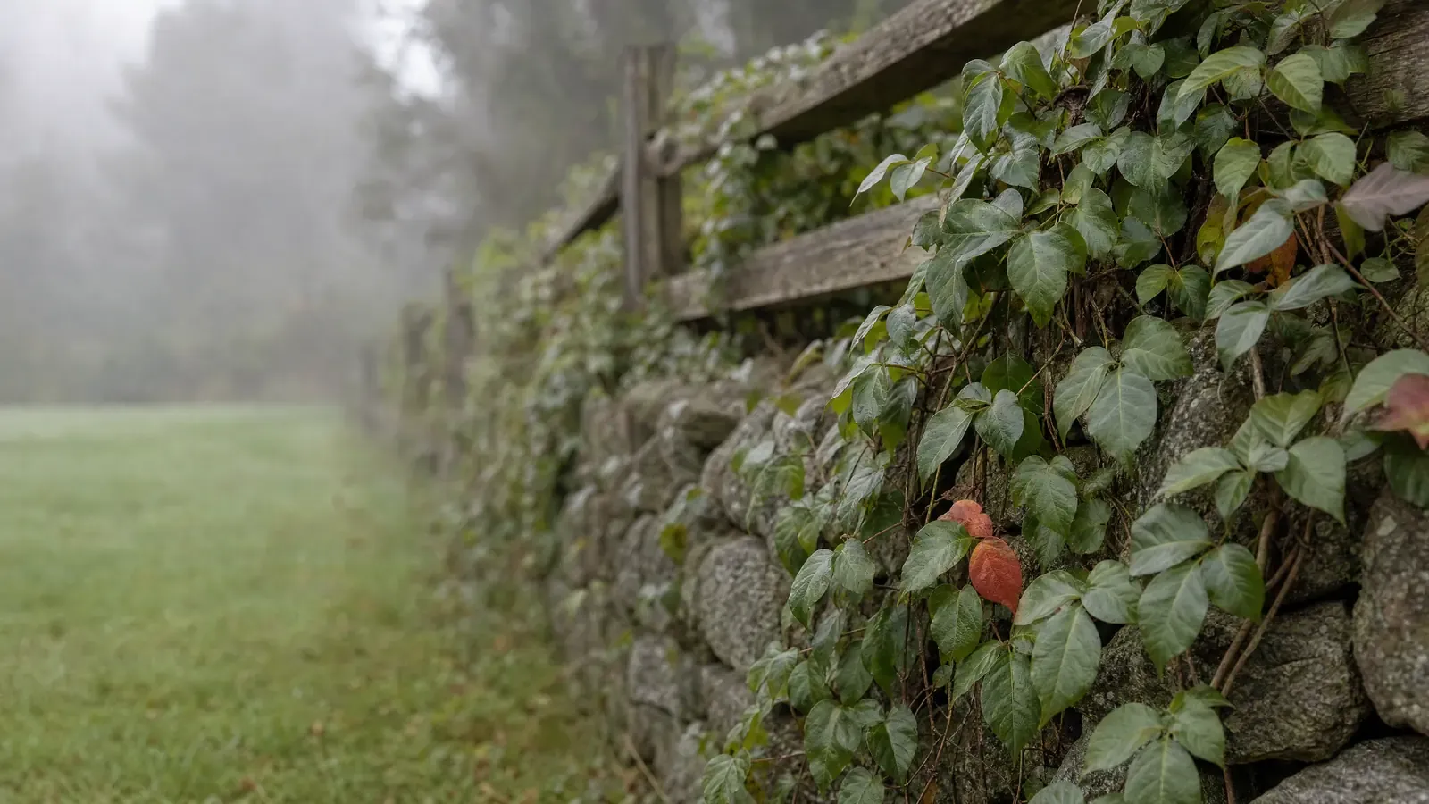 A dry-stacked fieldstone wall and old post-and-rail fence at the back boundary of a Northeast yard, buried under poison ivy turning red in the autumn, with open mown lawn and morning fog beyond
