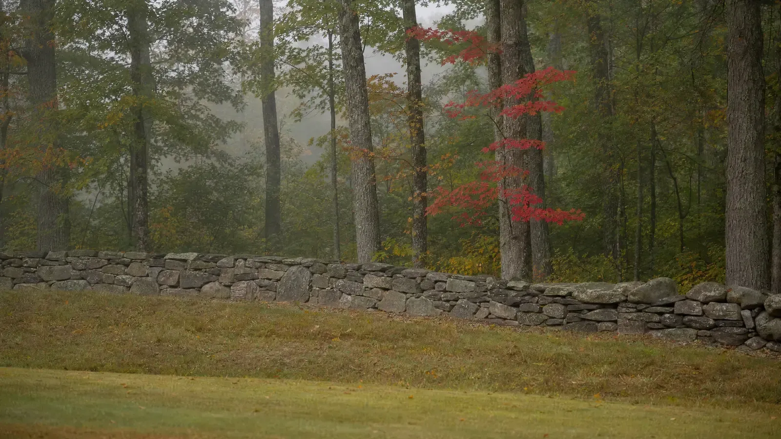 Old dry-stacked fieldstone walls between mown ground and a misty hardwood woodland edge in the Northeast countryside
