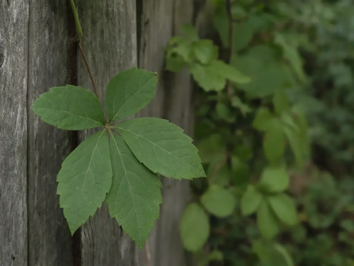 A Virginia creeper leaf on an old fence board, five leaflets radiating from a single point — the plant most often mistaken for poison ivy