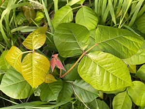Poison Ivy Leaves, Plants, How To Identify